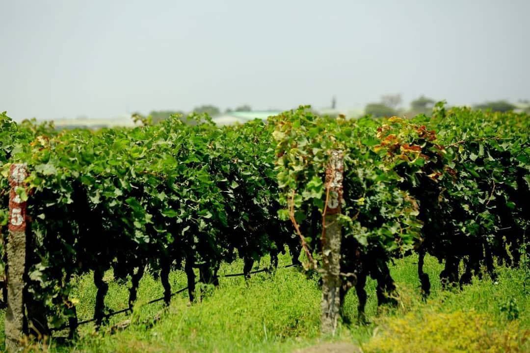 3 Day Wine Tour Ethiopia’s Premium Wine Getaway
