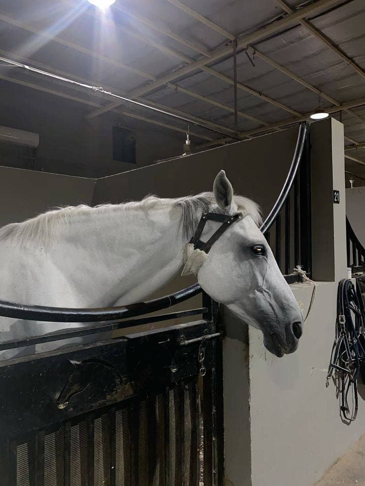 Addis Ababa: Horse Riding, Stable Experience & Traditional Coffee Ceremony