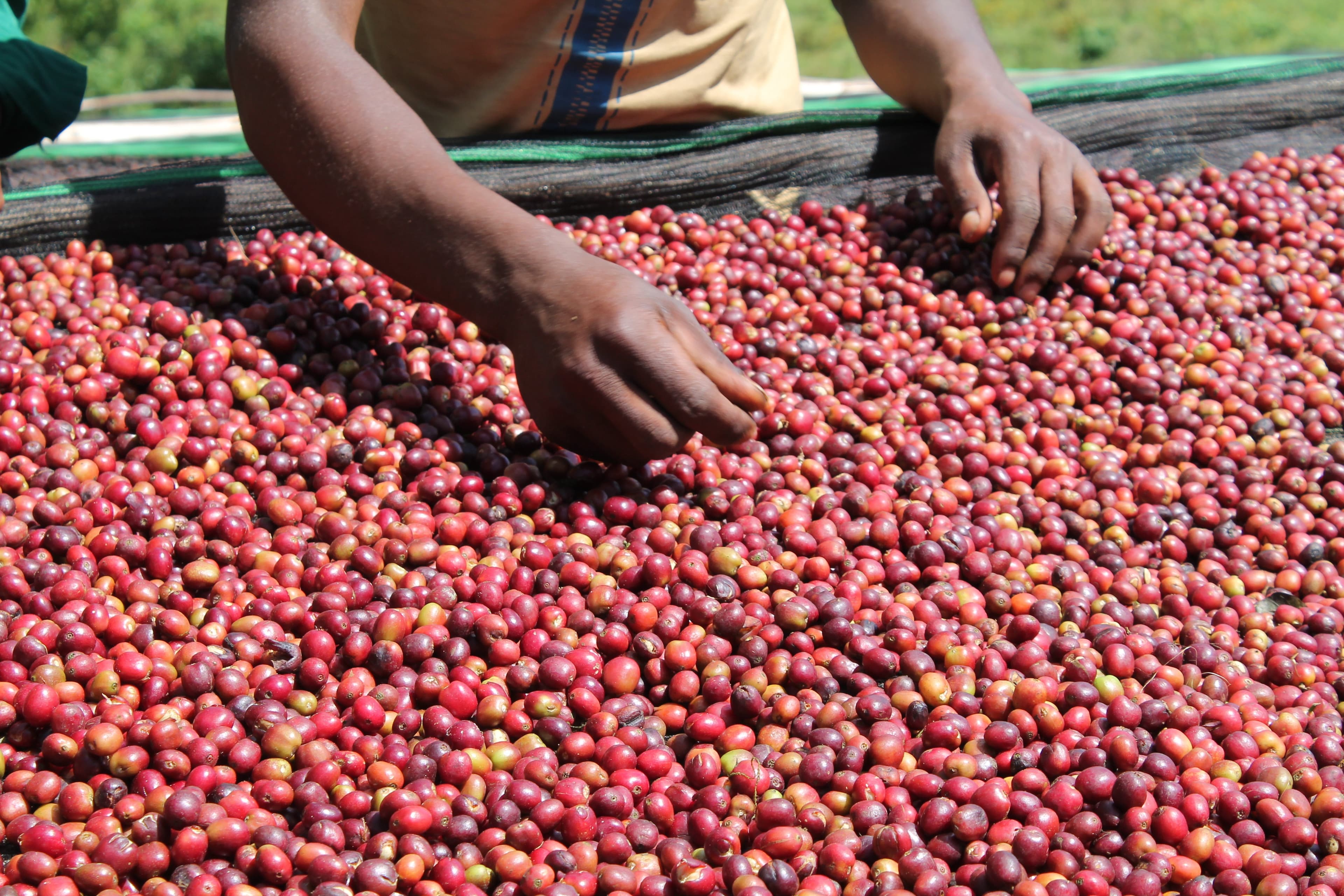 Coffee Tourism: Journey to Ethiopia’s Coffee Birthplace